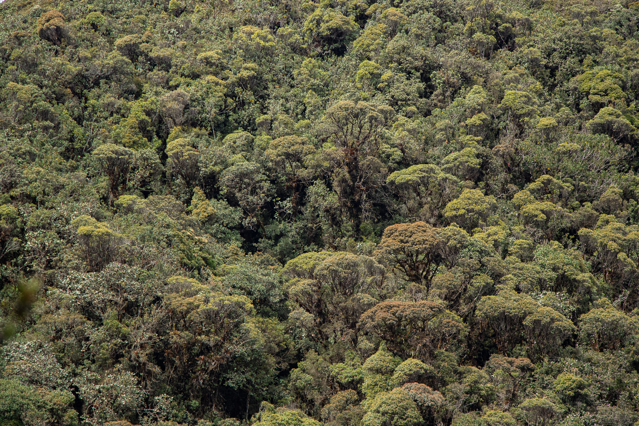 Reservas naturales de la sociedad civil