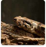 Especies Carismáticas