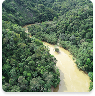 Gobernanza Forestal